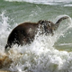Illustration for article titled Heres an adorable baby elephant gallivanting around at the beach